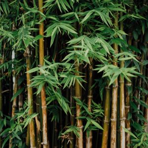 酸豆角 手工腌制 200g