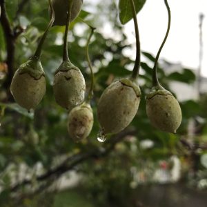 每日坚果 混合装 30包
