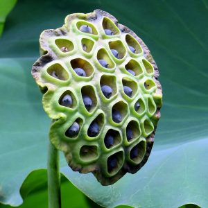 覃塘莲藕 塘泥现挖 净重5斤
