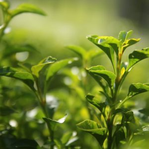 冷榨山茶油 500ml