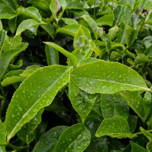 茉莉绿茶 一级 100g