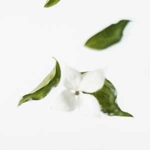 干茉莉花 泡茶专用 50g