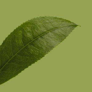六堡茶砖 陈化五年 250g