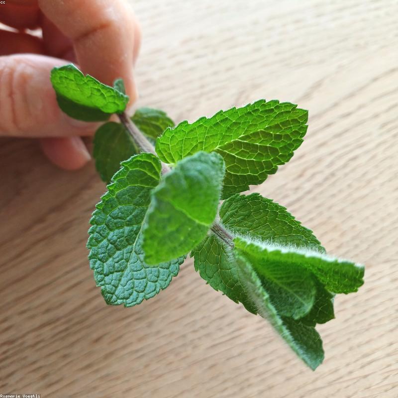横州茉莉茶厂